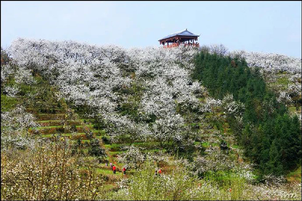 【春天，广西桂林灌阳县向您发出邀请！】我们在灌阳看梨花 - 游山玩水 - 衢州生活社区 - 衢州28生活网 quzhou.28life.net