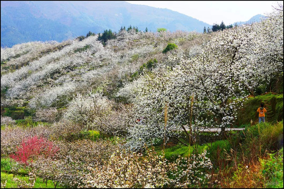 【春天，广西桂林灌阳县向您发出邀请！】我们在灌阳看梨花 - 游山玩水 - 衢州生活社区 - 衢州28生活网 quzhou.28life.net
