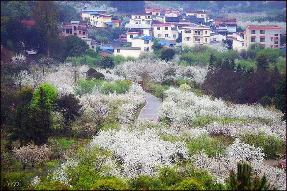 【春天，广西桂林灌阳县向您发出邀请！】我们在灌阳看梨花 - 游山玩水 - 衢州生活社区 - 衢州28生活网 quzhou.28life.net