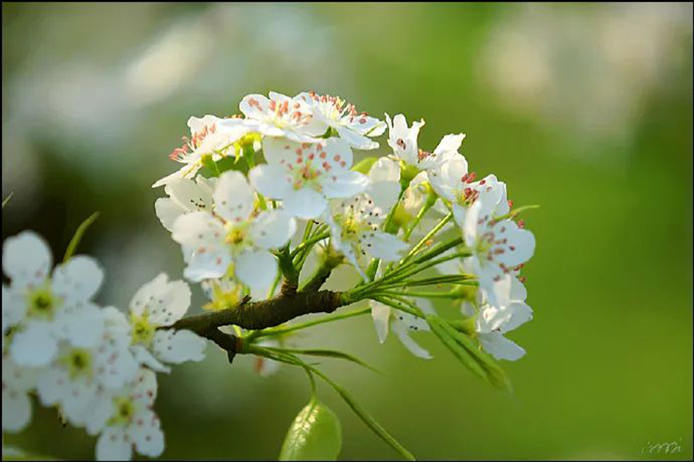 【春天，广西桂林灌阳县向您发出邀请！】我们在灌阳看梨花 - 游山玩水 - 衢州生活社区 - 衢州28生活网 quzhou.28life.net