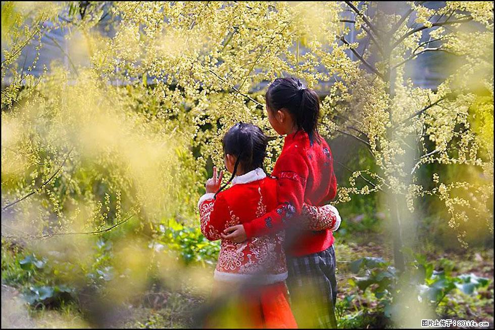 【春天，广西桂林灌阳县向您发出邀请！】米珠山前有片山苍子花在飘香 - 游山玩水 - 衢州生活社区 - 衢州28生活网 quzhou.28life.net