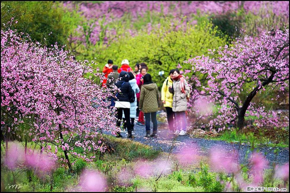 【春天，广西桂林灌阳县向您发出邀请！】官庄村有个醉美的桃花园 - 游山玩水 - 衢州生活社区 - 衢州28生活网 quzhou.28life.net
