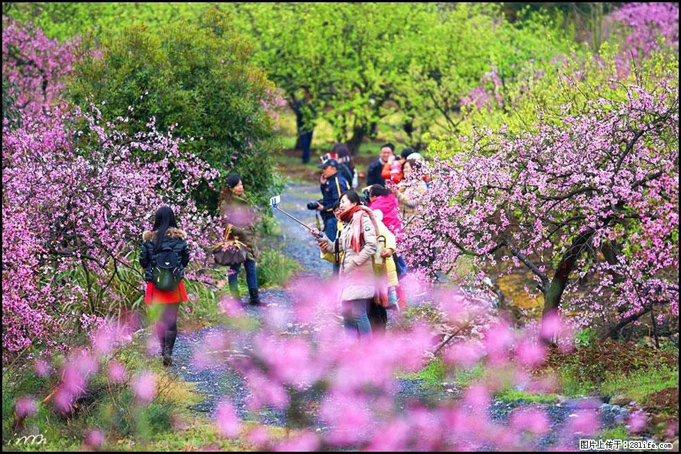 【春天，广西桂林灌阳县向您发出邀请！】官庄村有个醉美的桃花园 - 游山玩水 - 衢州生活社区 - 衢州28生活网 quzhou.28life.net