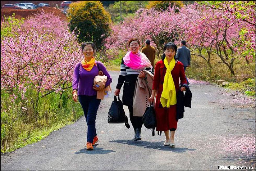 【春天，广西桂林灌阳县向您发出邀请！】官庄村有个醉美的桃花园 - 游山玩水 - 衢州生活社区 - 衢州28生活网 quzhou.28life.net