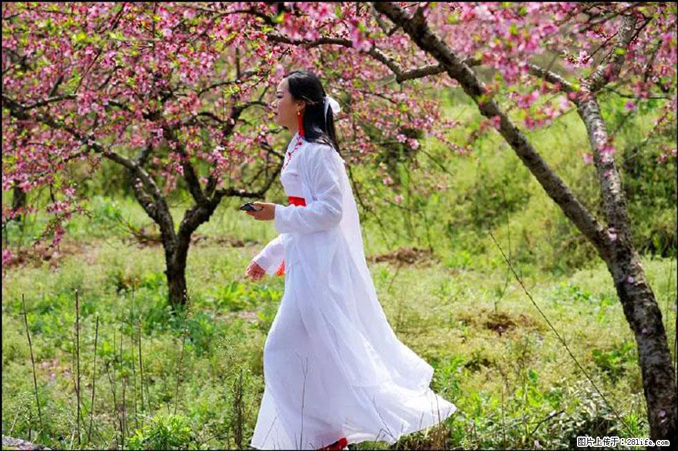 【春天，广西桂林灌阳县向您发出邀请！】官庄村有个醉美的桃花园 - 游山玩水 - 衢州生活社区 - 衢州28生活网 quzhou.28life.net