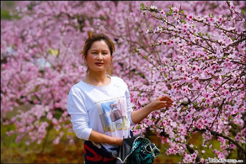 【春天，广西桂林灌阳县向您发出邀请！】官庄村有个醉美的桃花园 - 游山玩水 - 衢州生活社区 - 衢州28生活网 quzhou.28life.net
