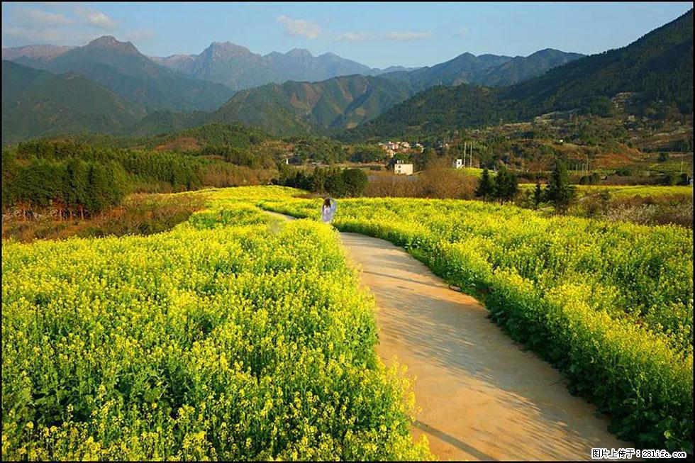 【春天，广西桂林灌阳县向您发出邀请！】长坪村油菜盛情花开 - 游山玩水 - 衢州生活社区 - 衢州28生活网 quzhou.28life.net