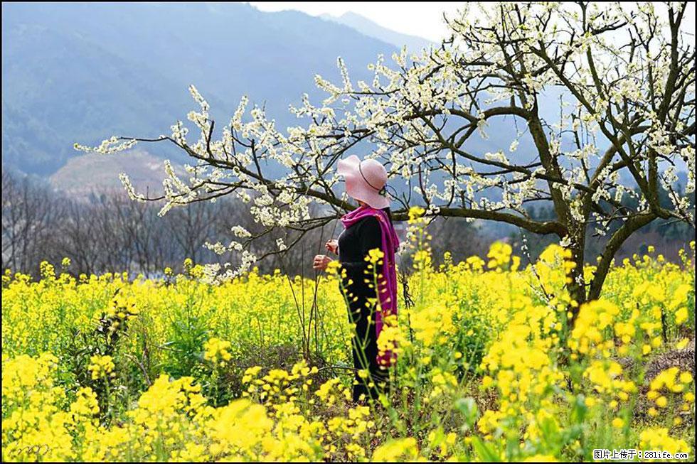 【春天，广西桂林灌阳县向您发出邀请！】长坪村油菜盛情花开 - 游山玩水 - 衢州生活社区 - 衢州28生活网 quzhou.28life.net