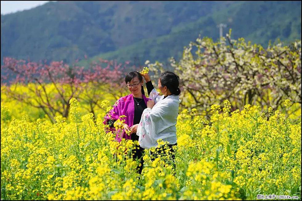 【春天，广西桂林灌阳县向您发出邀请！】长坪村油菜盛情花开 - 游山玩水 - 衢州生活社区 - 衢州28生活网 quzhou.28life.net