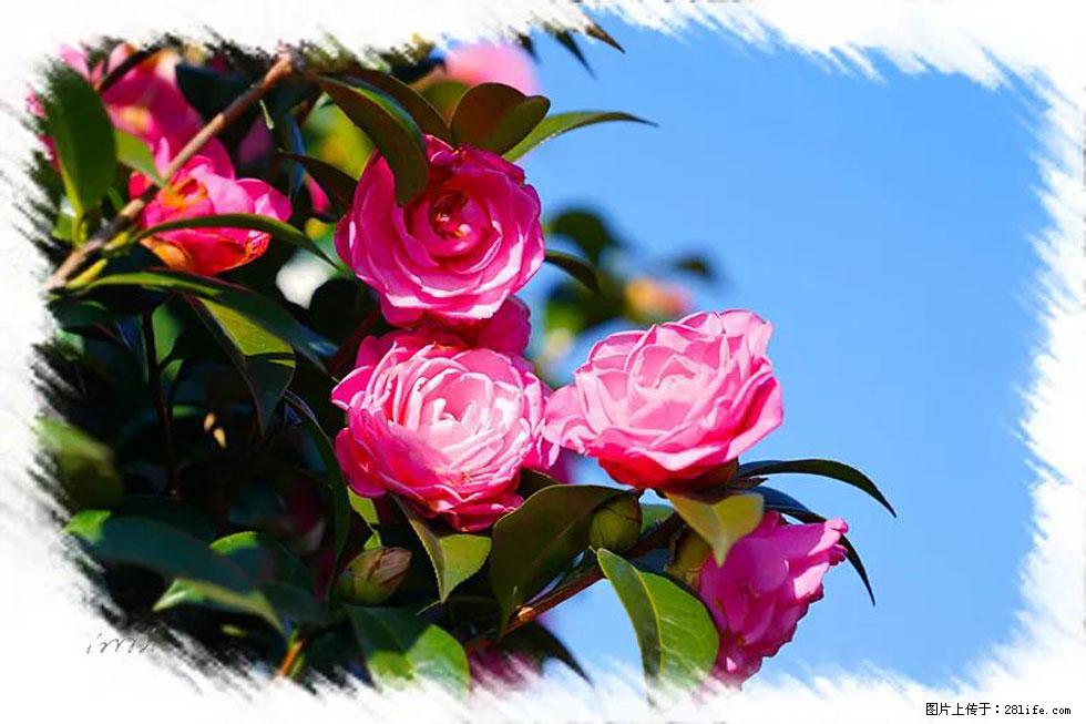 【春天，广西桂林灌阳县向您发出邀请！】杨柳井茶花惹人爱 - 游山玩水 - 衢州生活社区 - 衢州28生活网 quzhou.28life.net