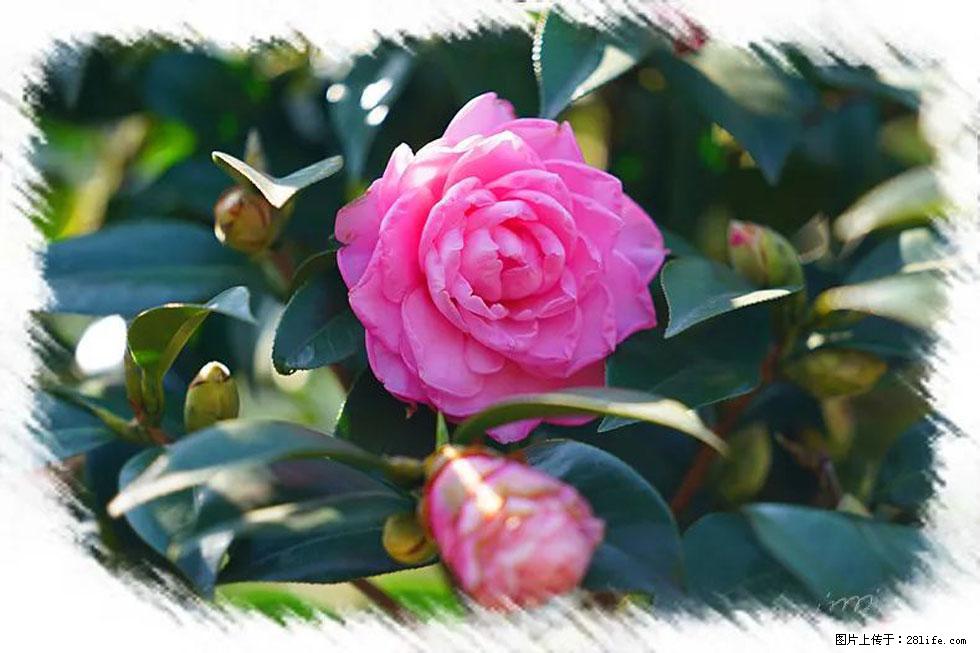 【春天，广西桂林灌阳县向您发出邀请！】杨柳井茶花惹人爱 - 游山玩水 - 衢州生活社区 - 衢州28生活网 quzhou.28life.net
