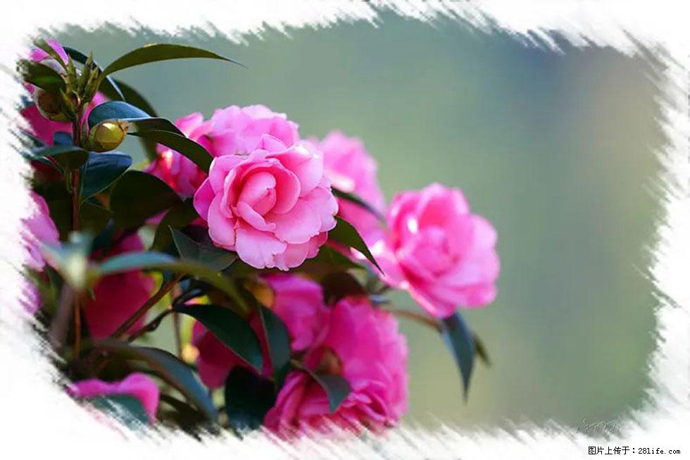【春天，广西桂林灌阳县向您发出邀请！】杨柳井茶花惹人爱 - 游山玩水 - 衢州生活社区 - 衢州28生活网 quzhou.28life.net