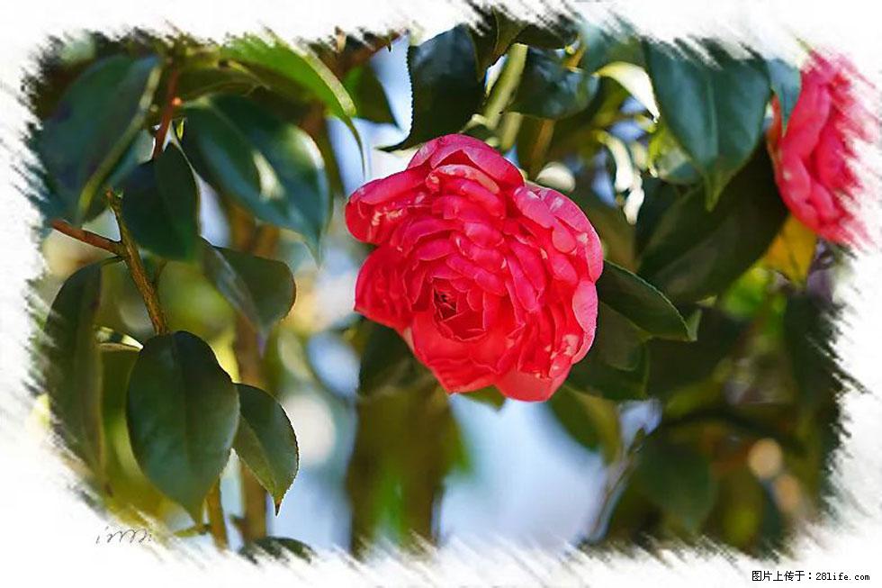 【春天，广西桂林灌阳县向您发出邀请！】杨柳井茶花惹人爱 - 游山玩水 - 衢州生活社区 - 衢州28生活网 quzhou.28life.net