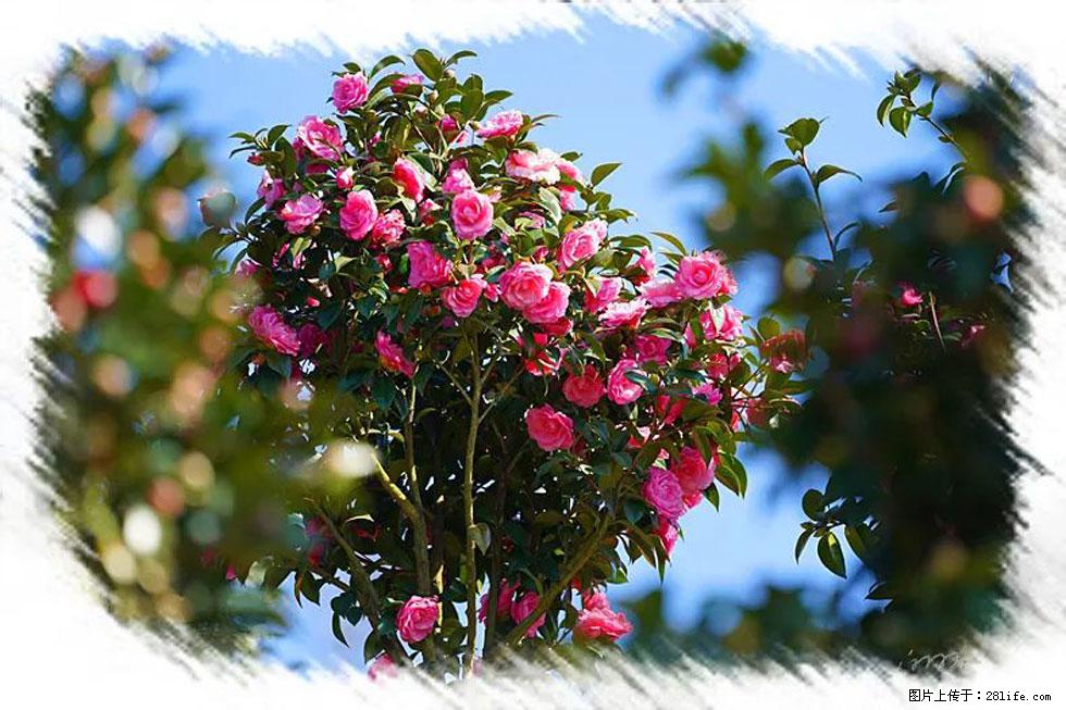 【春天，广西桂林灌阳县向您发出邀请！】杨柳井茶花惹人爱 - 游山玩水 - 衢州生活社区 - 衢州28生活网 quzhou.28life.net