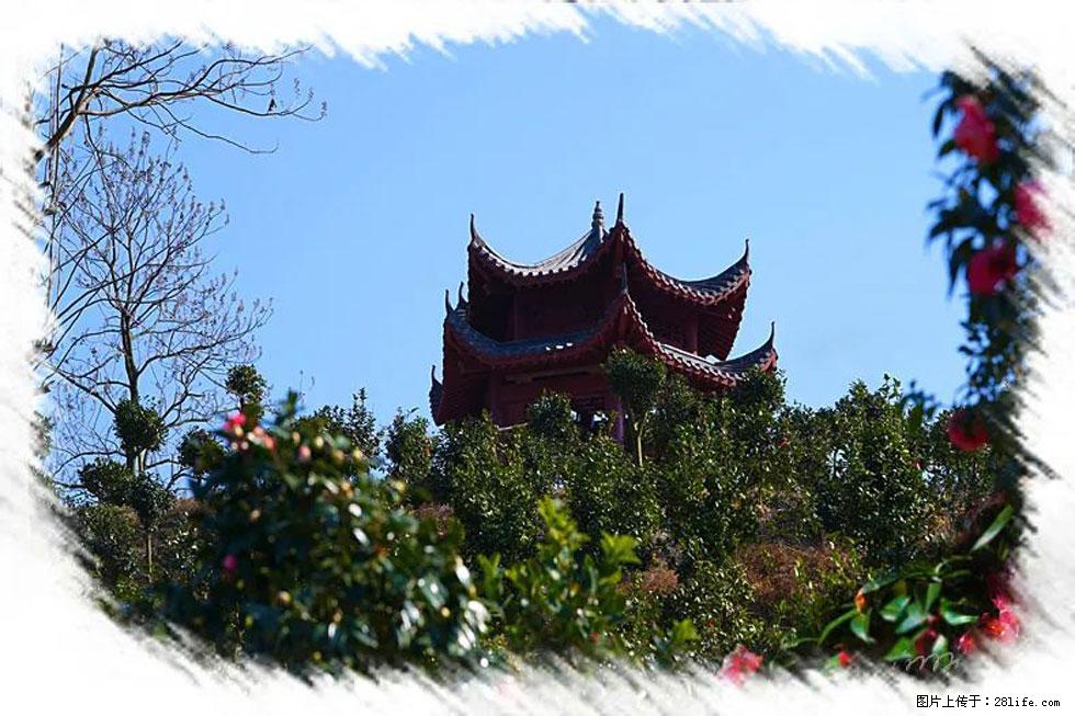 【春天，广西桂林灌阳县向您发出邀请！】杨柳井茶花惹人爱 - 游山玩水 - 衢州生活社区 - 衢州28生活网 quzhou.28life.net