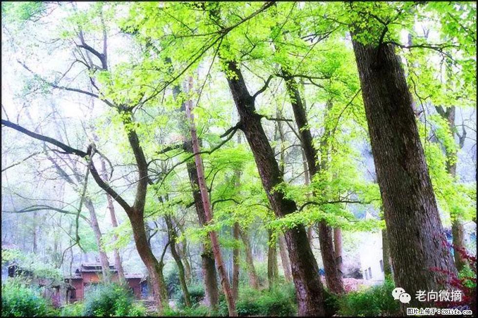 【春天，广西桂林灌阳县向您发出邀请！】在小龙村与春天约会 - 游山玩水 - 衢州生活社区 - 衢州28生活网 quzhou.28life.net