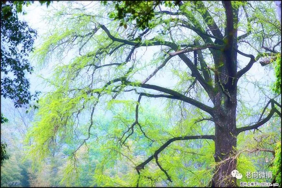 【春天，广西桂林灌阳县向您发出邀请！】在小龙村与春天约会 - 游山玩水 - 衢州生活社区 - 衢州28生活网 quzhou.28life.net