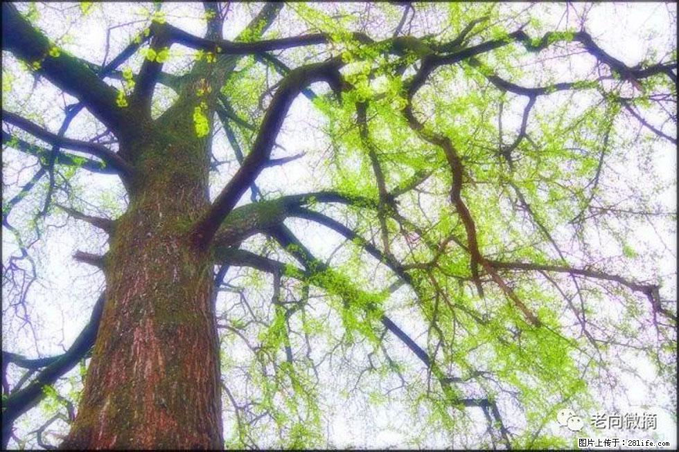 【春天，广西桂林灌阳县向您发出邀请！】在小龙村与春天约会 - 游山玩水 - 衢州生活社区 - 衢州28生活网 quzhou.28life.net