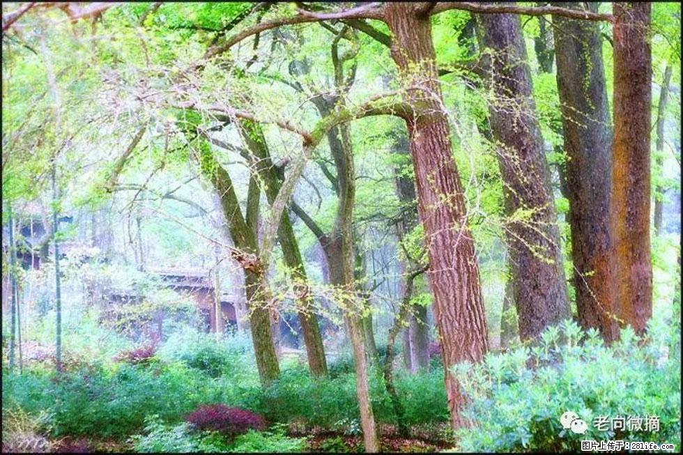 【春天，广西桂林灌阳县向您发出邀请！】在小龙村与春天约会 - 游山玩水 - 衢州生活社区 - 衢州28生活网 quzhou.28life.net