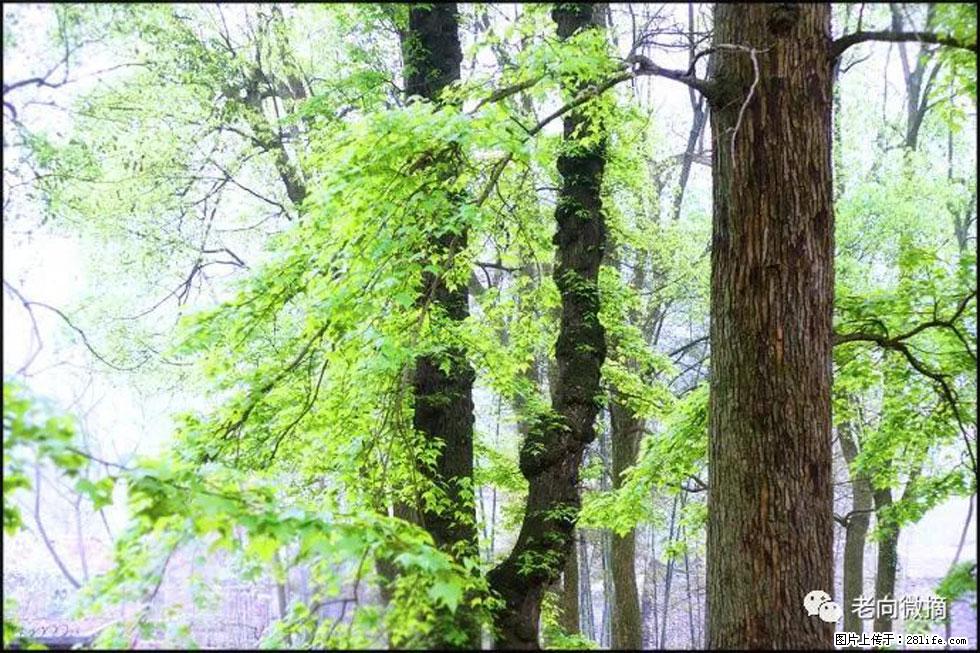 【春天，广西桂林灌阳县向您发出邀请！】在小龙村与春天约会 - 游山玩水 - 衢州生活社区 - 衢州28生活网 quzhou.28life.net