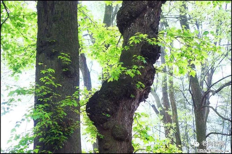 【春天，广西桂林灌阳县向您发出邀请！】在小龙村与春天约会 - 游山玩水 - 衢州生活社区 - 衢州28生活网 quzhou.28life.net