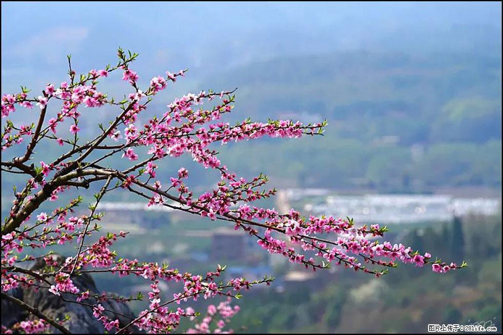 【春天，广西桂林灌阳县向您发出邀请！】望月岭上桃花开 - 游山玩水 - 衢州生活社区 - 衢州28生活网 quzhou.28life.net