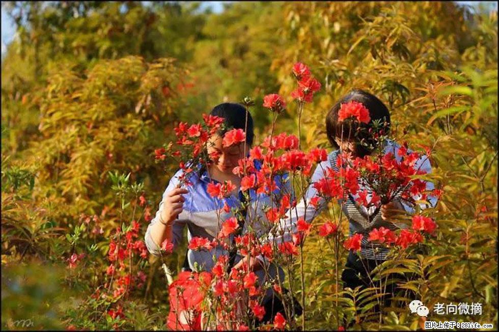 【春天，广西桂林灌阳县向您发出邀请！】登麒麟山，相约映山红 - 游山玩水 - 衢州生活社区 - 衢州28生活网 quzhou.28life.net