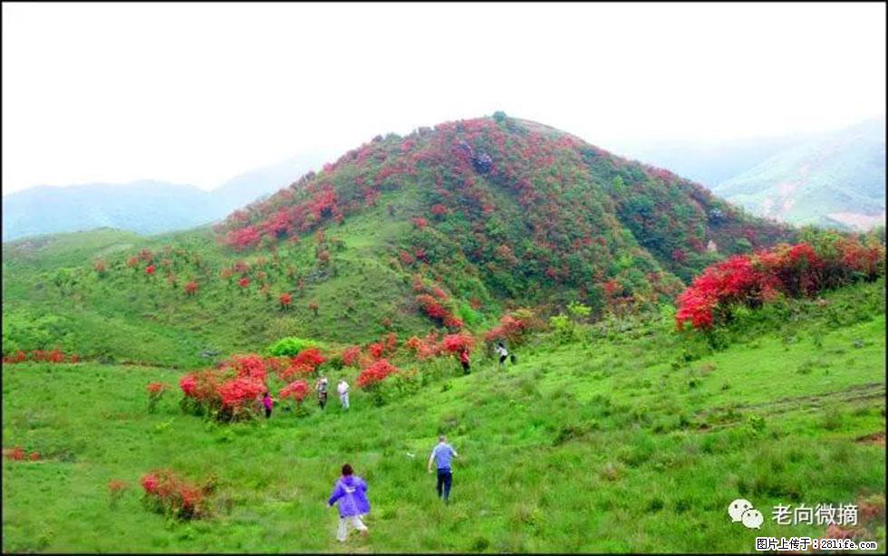 【春天，广西桂林灌阳县向您发出邀请！】宝盖山上映山红 - 游山玩水 - 衢州生活社区 - 衢州28生活网 quzhou.28life.net