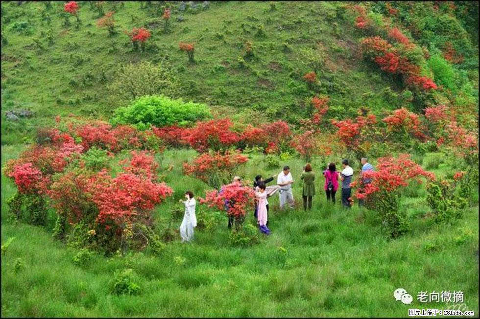 【春天，广西桂林灌阳县向您发出邀请！】宝盖山上映山红 - 游山玩水 - 衢州生活社区 - 衢州28生活网 quzhou.28life.net