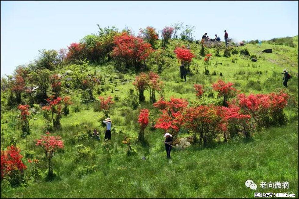 【春天，广西桂林灌阳县向您发出邀请！】宝盖山上映山红 - 游山玩水 - 衢州生活社区 - 衢州28生活网 quzhou.28life.net