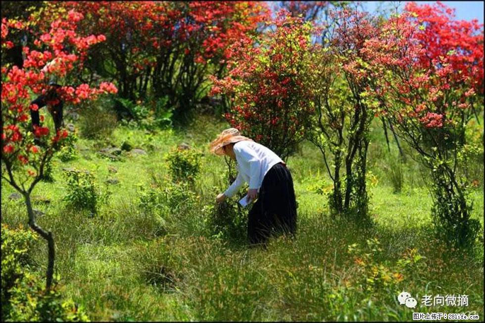 【春天，广西桂林灌阳县向您发出邀请！】宝盖山上映山红 - 游山玩水 - 衢州生活社区 - 衢州28生活网 quzhou.28life.net