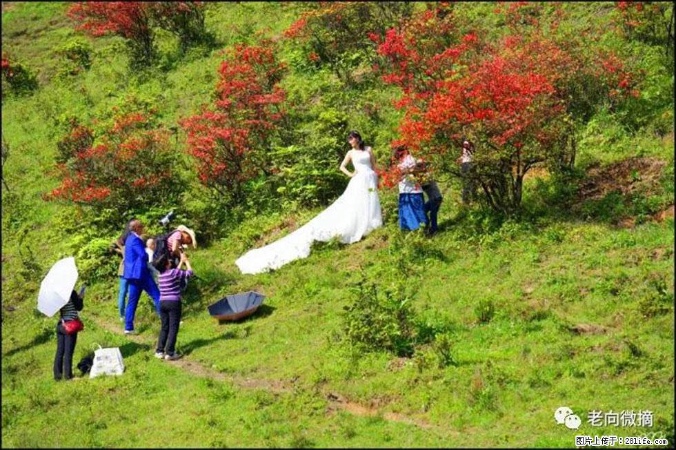 【春天，广西桂林灌阳县向您发出邀请！】宝盖山上映山红 - 游山玩水 - 衢州生活社区 - 衢州28生活网 quzhou.28life.net