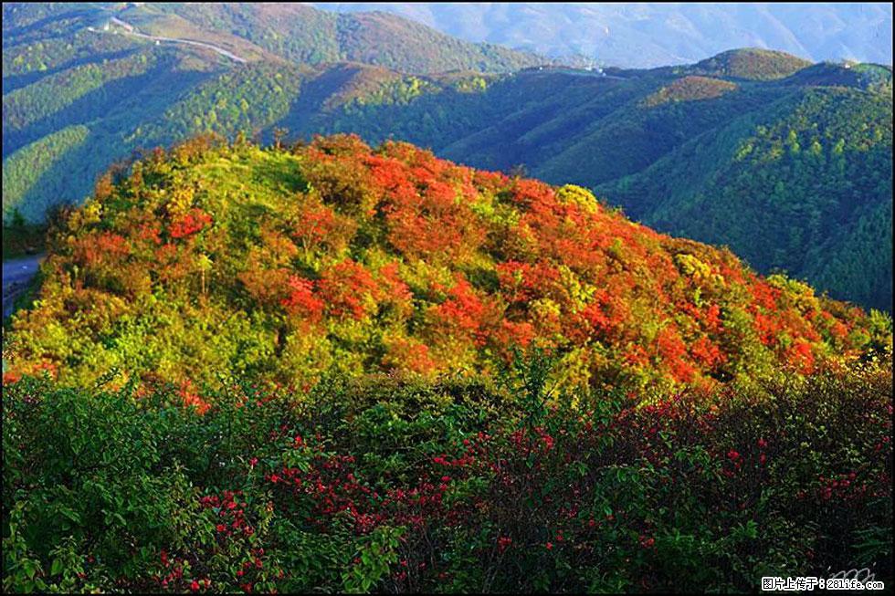 【春天，广西桂林灌阳县向您发出邀请！】春木界上映山红 - 游山玩水 - 衢州生活社区 - 衢州28生活网 quzhou.28life.net
