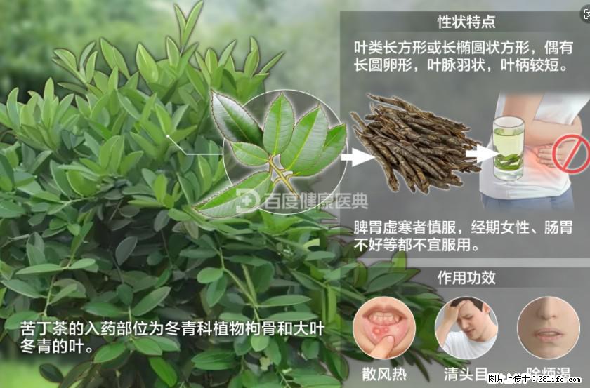 苦丁茶有哪些功效和作用 - 生活百科 - 衢州生活社区 - 衢州28生活网 quzhou.28life.net