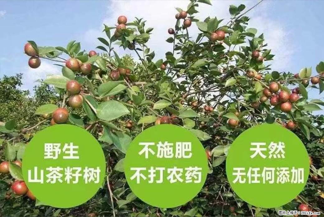 【灌阳县油茶产业示范区】一个有着充实的精神生活的人,对待身外之物自会有一种淡泊的态度 - 美食天地 - 衢州生活社区 - 衢州28生活网 quzhou.28life.net