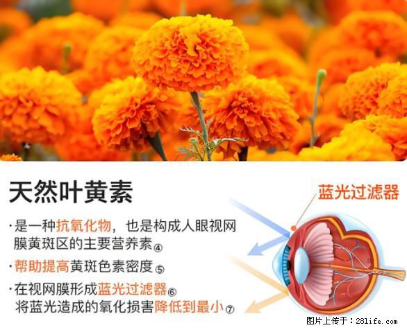 叶黄素有什么功效和作用 - 生活百科 - 衢州生活社区 - 衢州28生活网 quzhou.28life.net