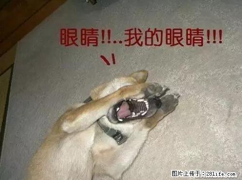 笑癫了！一女的怀孕三年未生，他终于忍不住了... - 娱乐八卦 - 衢州生活社区 - 衢州28生活网 quzhou.28life.net