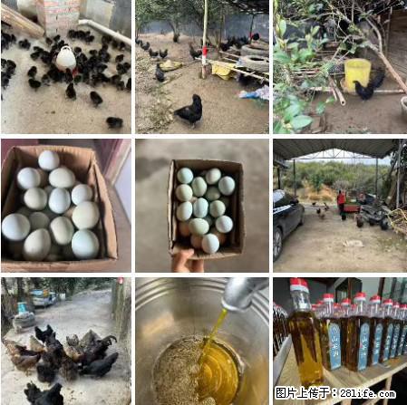 油茶园从小鸡仔开始养起的纯土鸡、土鸡蛋可以预定啦！还有前几天刚榨的纯山茶油哦 - 美食天地 - 衢州生活社区 - 衢州28生活网 quzhou.28life.net