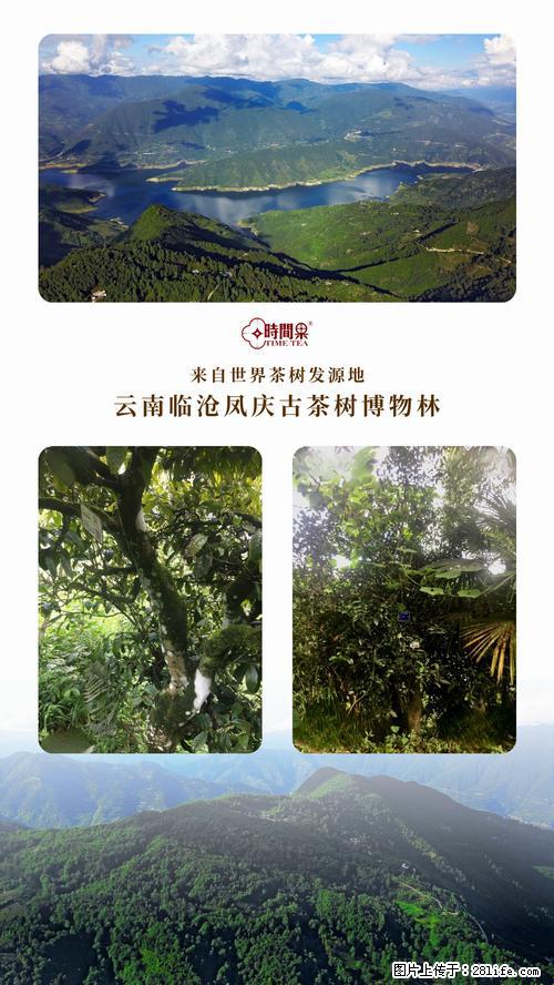 时间果百年古树2025年春红茶 - 购物交流 - 衢州生活社区 - 衢州28生活网 quzhou.28life.net