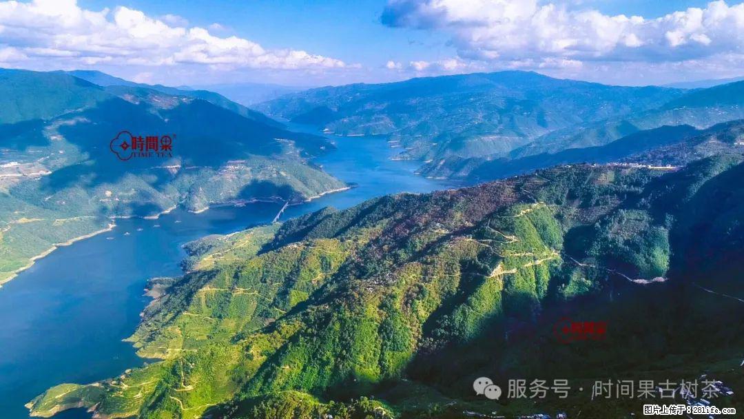 时间果百年古树龙珠普洱生茶 - 购物交流 - 衢州生活社区 - 衢州28生活网 quzhou.28life.net
