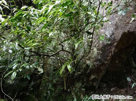 平乐石崖茶，珍贵仅次于金花茶 - 衢州生活资讯 - 衢州28生活网 quzhou.28life.net