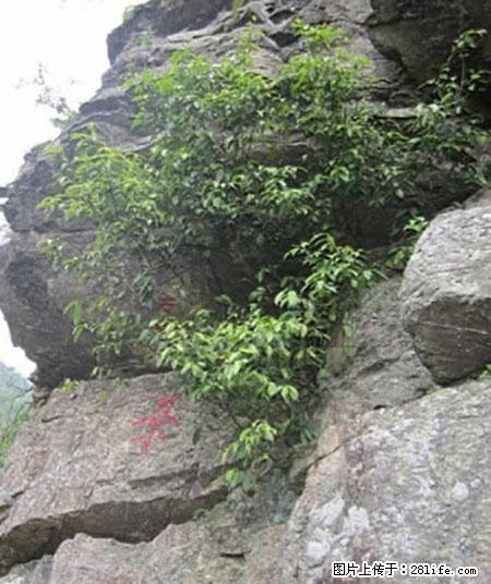 平乐石崖茶，珍贵仅次于金花茶 - 衢州生活资讯 - 衢州28生活网 quzhou.28life.net