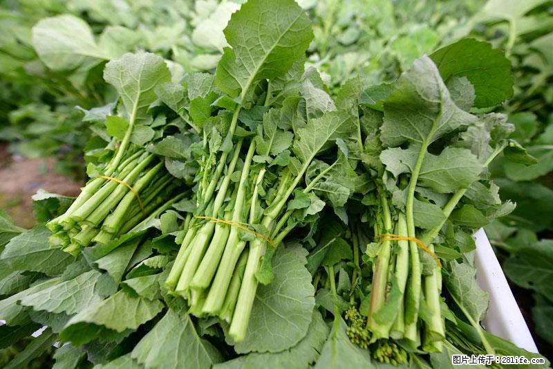 这些蔬菜是“天然钙片”，这6种被医生重点推荐 - 衢州生活资讯 - 衢州28生活网 quzhou.28life.net